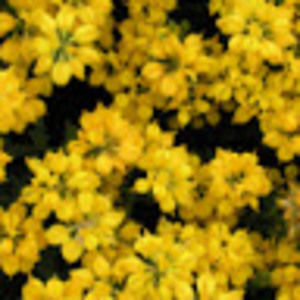 Meet your Posher, Grace victoria